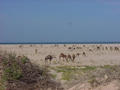 #4: A herd of camels on the beach near the Confluence