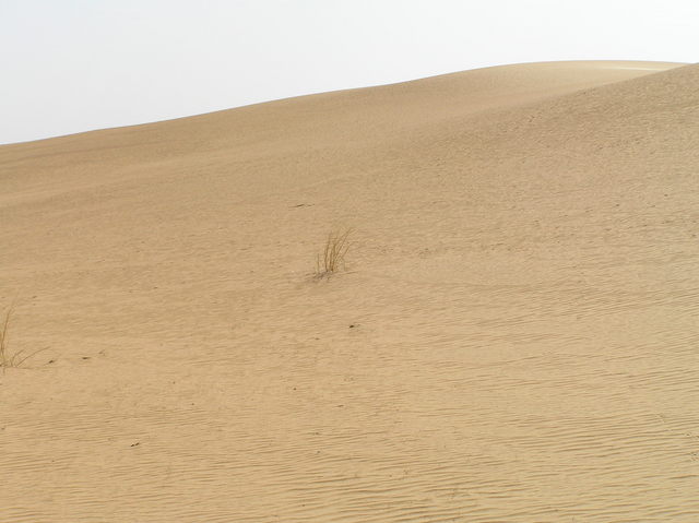 Looking east: dune