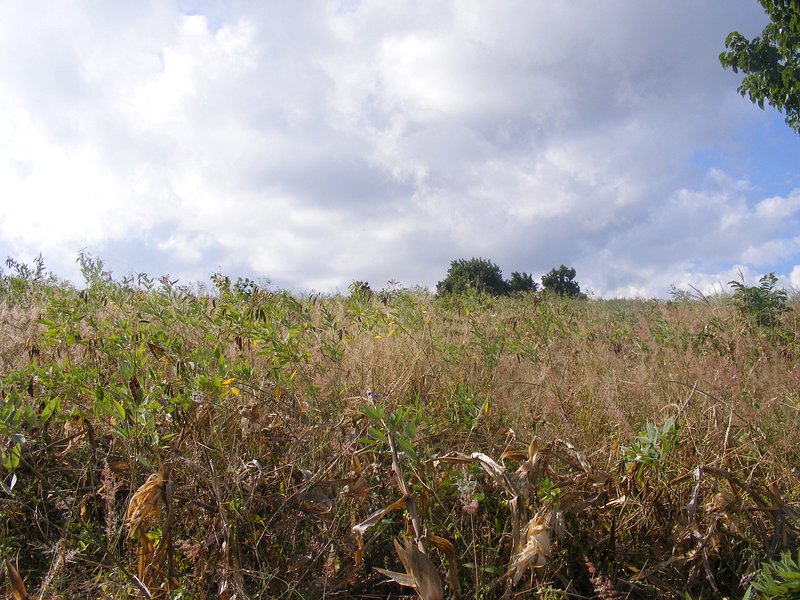 Looking north from the confluence