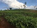 #11: Nearby tea plantations