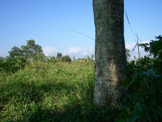 #1: View toward confluence point, located next to tree trunk