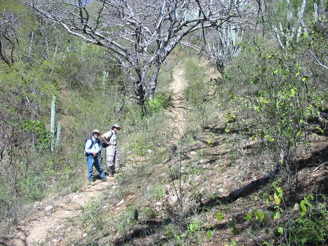 Vereda Principal