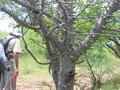 #6: Thorny tree