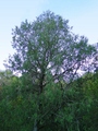 #4: From the confluence facing South.