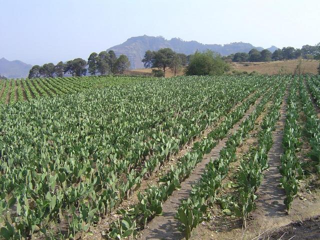 NOPAL HARVEST