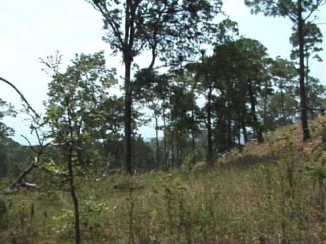 A view of the area