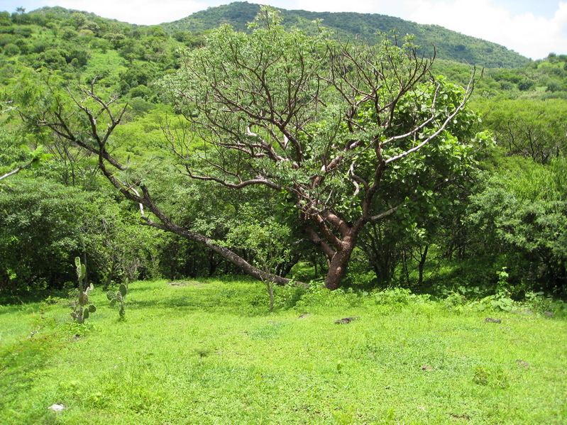 Confluence point located 15 meters away behind the large tree