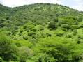 #7: Looking toward the Confluence Point from 300 meters away