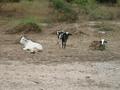 #7: Cattle in pasture near 19N 104W