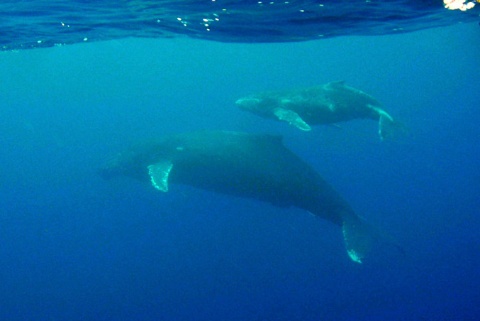 Humpback whales, mother and calf