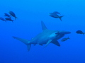 #5: Hammerhead