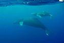 #6: Humpback whales, mother and calf