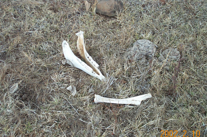 Bones Near the Conlfuence