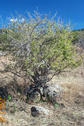 #5: Cowfluence Bush with Rocks Underneath