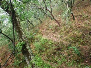 #1: The exact site is in the path at the base of that light brown tree