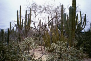 #1: A view of cactus at the confluence point