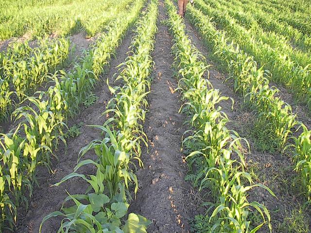 Confluence site, in the middle of a corn field