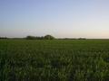 #3: Another view of the same corn field