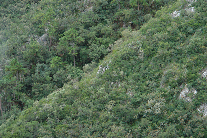 confluence is at the rocky outcrop at center of photo