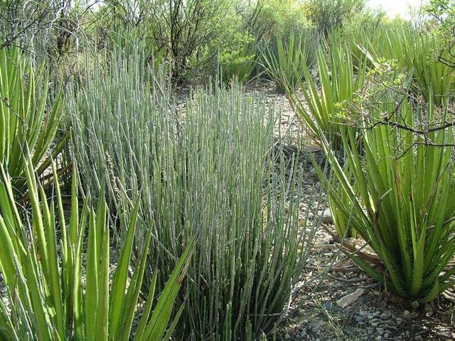 Flora: Lechuguilla y Cera de Candelilla