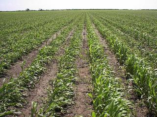 #1: Confluence in the middle of a corn field