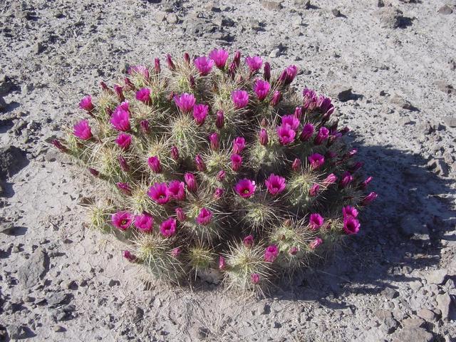 Desert vegetation