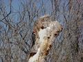 #7: woody woodpecker