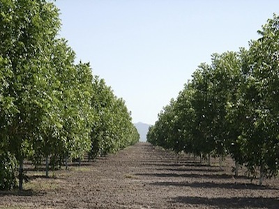 Nogalera. Walnut plantations