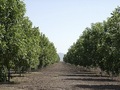 #10: Nogalera. Walnut plantations