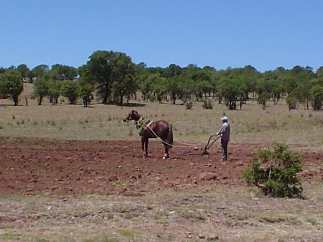 Rustic (but effective) plow