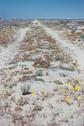 #5: Road with desert flowers close to confluence