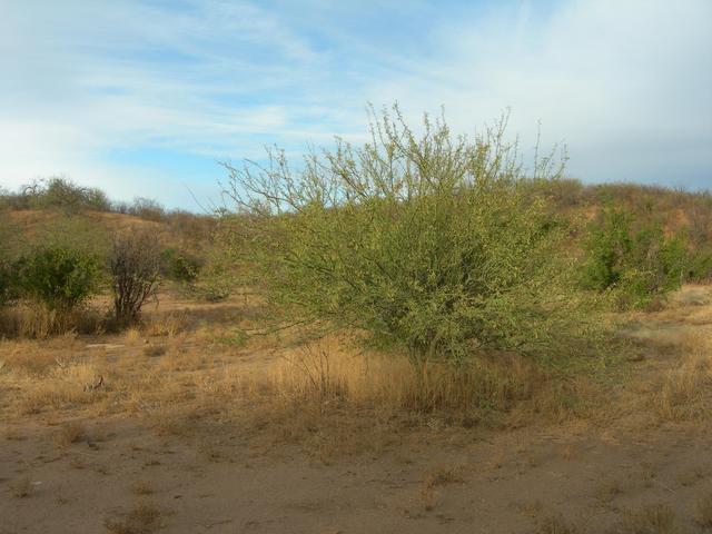 North