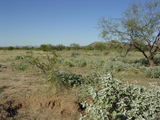 The confluence is just at the base of the brittlebush in the foreground. This picture looks north.