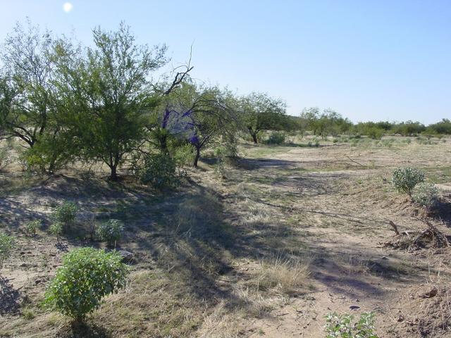 Looking W towards the begining of the delta of the Sonora river.