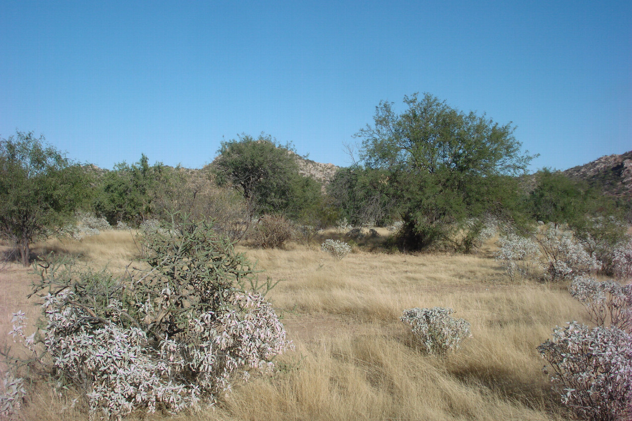 Arboledas de Palo Fierro 