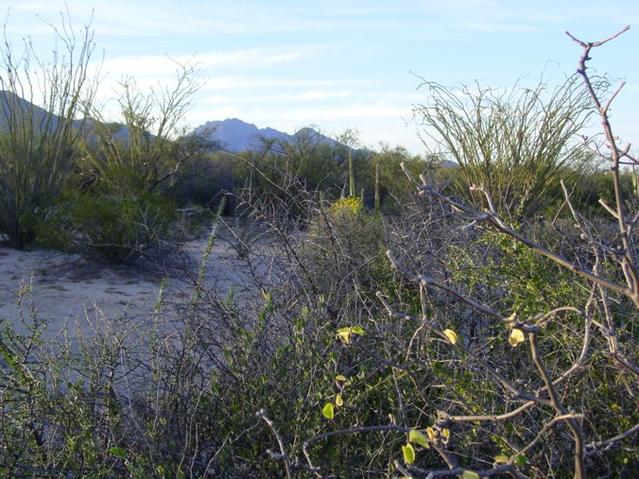 Looking North from the confluence. Note the ocotillos and paloverdes in the background