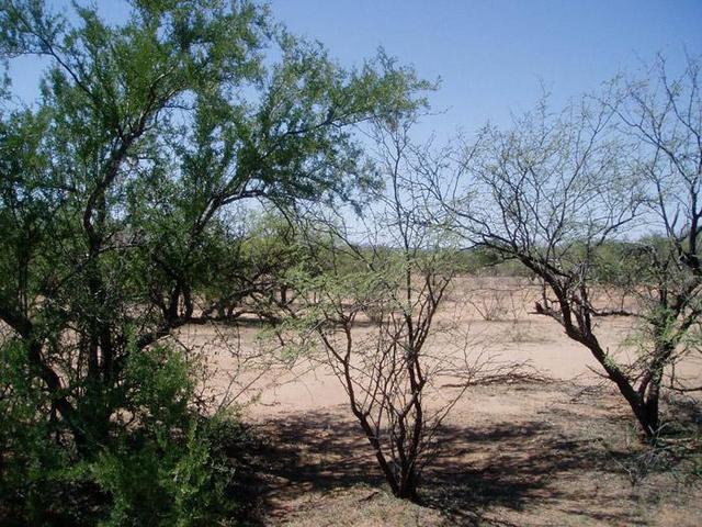 Confluence lies in the big bush at left.