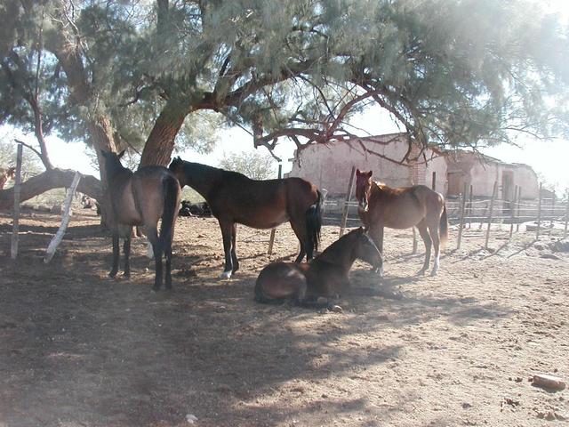 Awesome ranch imagery with old adobe