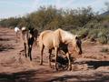 #5: 5 horses walking down the road