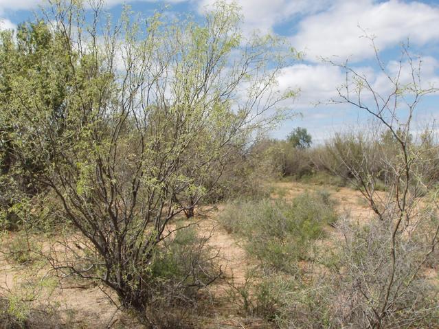 Looking North from Confluence