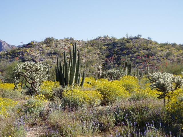 Sonoran Desert in Bloom