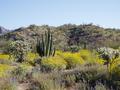 #7: Sonoran Desert in Bloom
