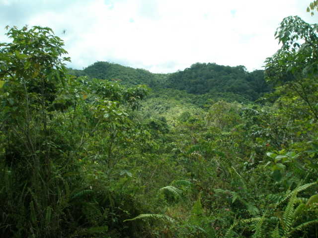 A general view of the mountain side where the C.Pt. is somewhere near the summit. Taken from approx 1 Km.