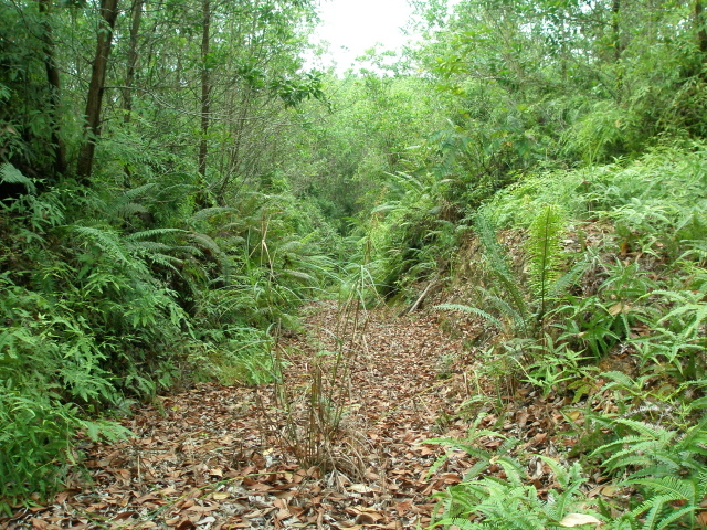 A general view along the unused overgrown logging trail