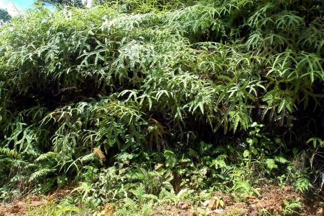 Looking North into thick jungle and mountain side