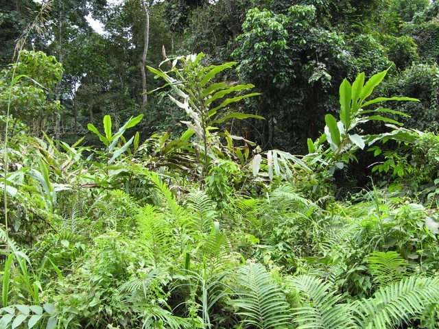 View south toward the confluence (250m away).