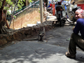 #7: feeding monkeys at the marina