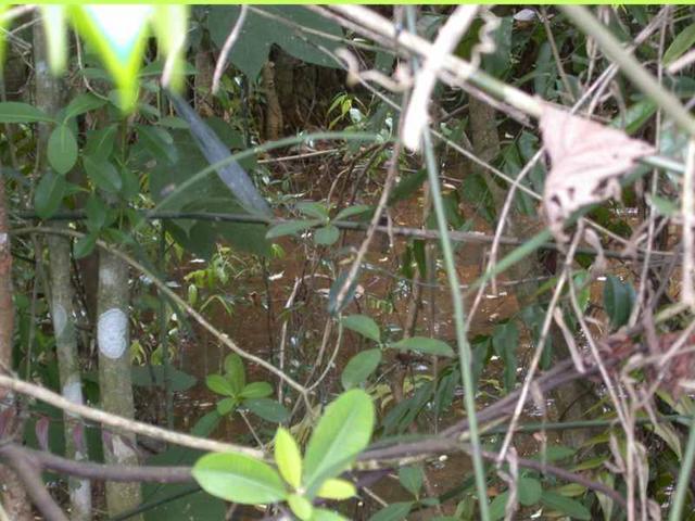 Exact spot of the confluence point (pool of water in the bushes)