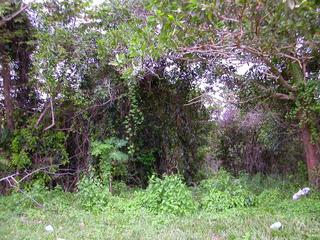 #1: General view of the area where the confluence point is located