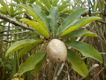 #10: Sapodilla Fruit near Confluence